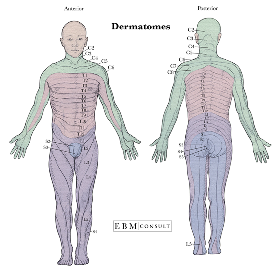 Anatomy Dermatomes Full Body Anterior Posterior Image